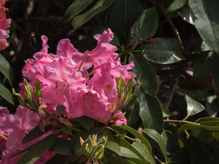 Pink rhododendron