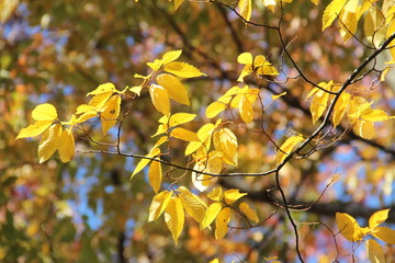 ケヤキの紅葉