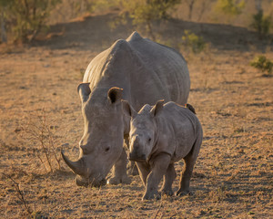White Rhino Mother & Calf (Ceratotherium simum) - grazing in the evening sunlight, Sabi Sands Game Reserve, South Africa