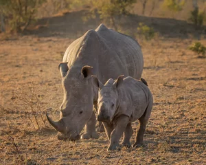 Crédence de cuisine en verre imprimé Rhinocéros White Rhino Mother & Calf (Ceratotherium simum) - grazing in the evening sunlight, Sabi Sands Game Reserve, South Africa