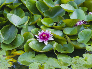 European Waterlily, Water Rose or Nenuphar, Nymphaea, pink flower macro, selective focus