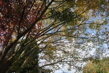 大分県　耶馬渓　紅葉