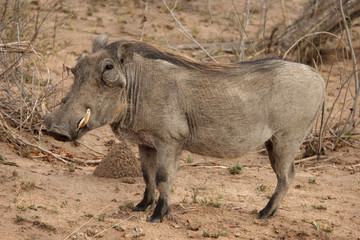 Warthog (Phacochoerus africanus) - Sabi Sands Game Reserve, South Africa