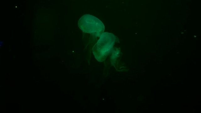 Time lapse Green Fluorescent jellyfish floats underwater on a black background