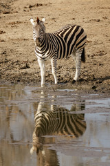 Obraz premium Burchell's Zebra (Equus quagga burchellii) at waterhole - Sabi Sands Game Reserve, South Africa