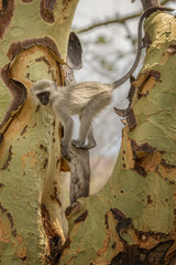 Baby Vervet Monkey (Chlorocebus pygerythrus) in a Fever Tree (Acacia xanthophloea) - Sabi Sands Reserve, South Africa