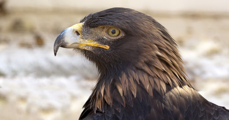 Close up portrait of a golden eagle