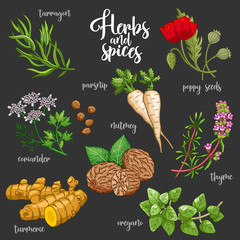 Spices and herbs vector set to prepare delicious and healthy food. Colored botanical illustration on dark background with turmeric, parsnip, tarragon, coriander, oregano, thyme, poppy seed, nutmeg.