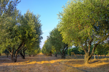 Olive trees at sunset, selective focus