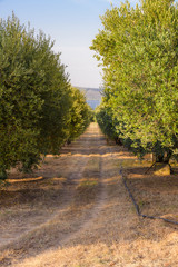 Olive trees at sunset, selective focus