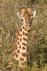 GiraffePortrait  (Giraffa camelopardalis) - Western Cape Province, South Africa