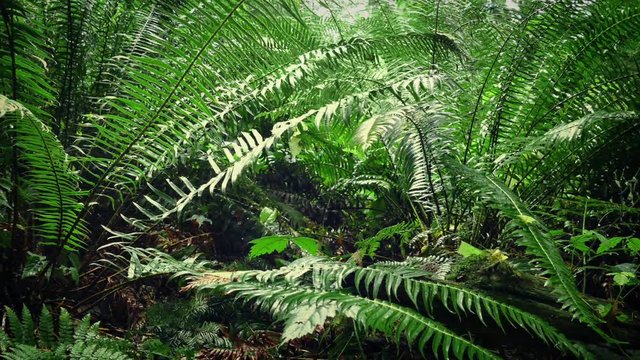 Moving Under Ferns In Forest
