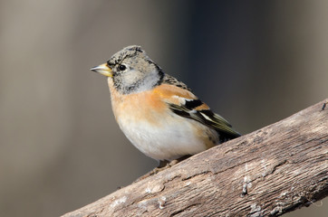 Brambling (Fringilla montifringilla)