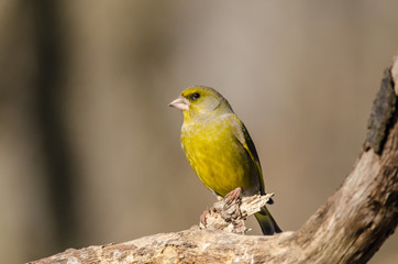 Fototapeta premium European Greenfinch sitting on the tree