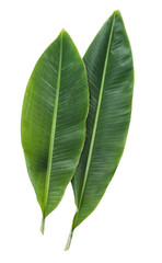 Obraz premium Banana Leaf Isolated on white background
