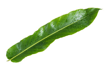 Fototapeta na wymiar Fresh green Leaf with drop water on white background.