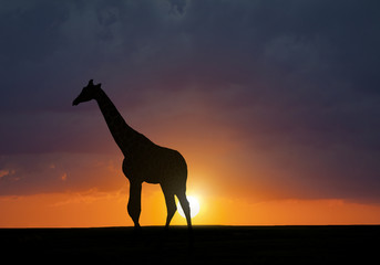 Silhouette of giraffe against the sunset