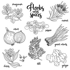 Spices and herbs vector set to prepare delicious and healthy food. Contour botanical illustration on white background with marjoram, onion, cloves, pepper, cumin, ginger, green onions, dill.