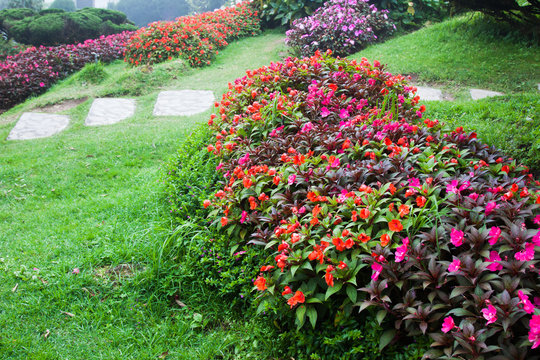 Flower Garden in Chiang Mai, Thailand