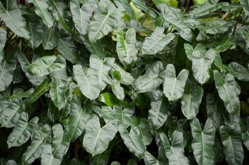fresh green philodendron leaves in garden