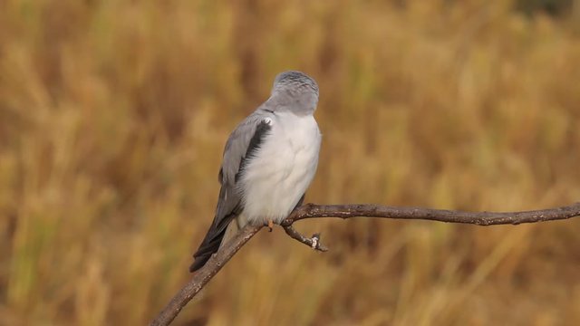 Black-shouldered kite (Elanus caeruleus) perched on a branch, 