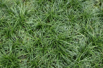 Ophiopogon japonica plants in nature garden