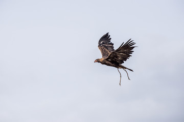The eagle hunters hunting rabbit at ULGII, MONGOLIA