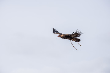 The eagle hunters hunting rabbit at ULGII, MONGOLIA