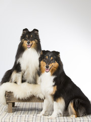 Two shetland sheepdogs sitting next to each other. Image taken in a studio.