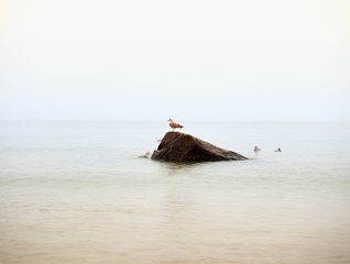 Gull sit on big boulder sticking out from smooth wavy sea.