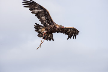 The eagle hunters hunting rabbit at ULGII, MONGOLIA