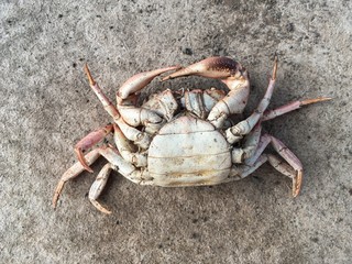 dead crab carcass on dry soil