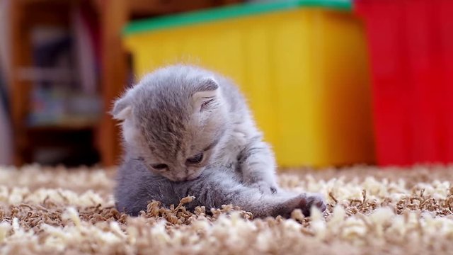 Scottish fold kitten licking the fur. Little kitty one month old