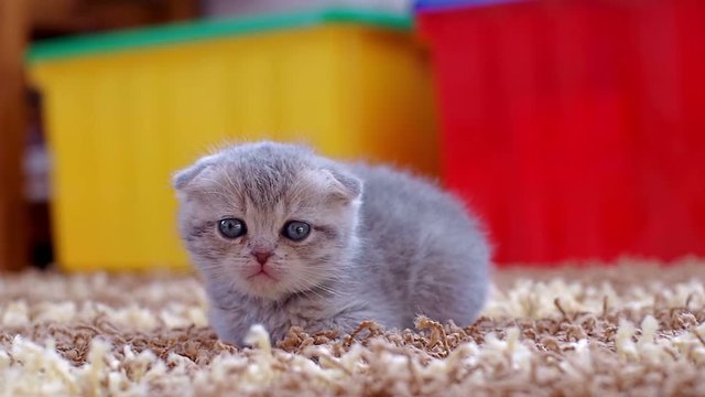 Scottish fold kitten lying on the carpet in the room. Little kitty one month old