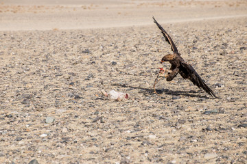 The eagle hunters hunting rabbit at ULGII, MONGOLIA