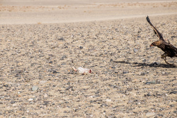 The eagle hunters hunting rabbit at ULGII, MONGOLIA