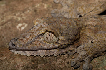 Giant leaf-tailed gecko, Uroplatus fimbriatus