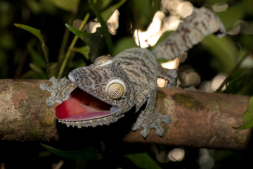Giant leaf-tailed gecko, Uroplatus fimbriatus