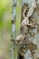 Perfectly masked mossy leaf-tailed gecko