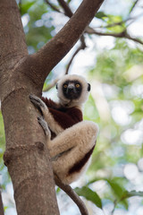 Lemur Coquerel's sifaka (Propithecus coquereli)