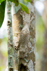Perfectly masked mossy leaf-tailed gecko