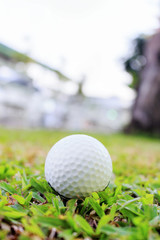 colse up of the golf ball on grass. over light and retro tone [blur and select focus background]