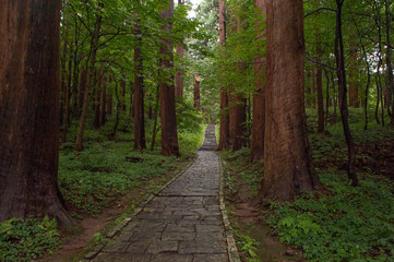 森の中の参道