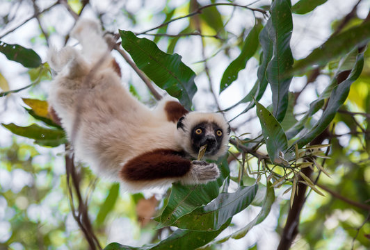 Lemur Coquerel's sifaka (Propithecus coquereli)