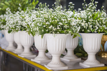 white chamomile flowers in vase
