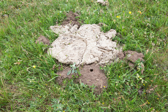 Trace after horned dung beetle, Copris lunaris beside cow dung