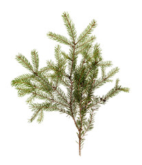 spruce twig on white background isolated