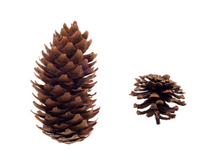 fir cones on white background isolated