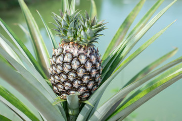 Obraz premium Close-up pineapple in farm