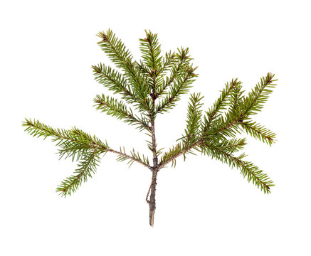 spruce twig on white background isolated